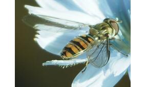 Episyrphus balteatus