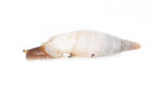 Albinaria byzantina