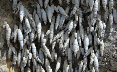 Albinaria caerulea amorgia (Apostolos Christopoulos)