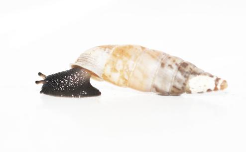 Albinaria contaminata muraria