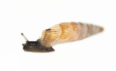 Albinaria hians macrodera
