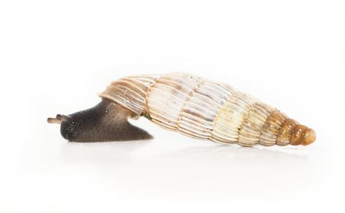 Albinaria senilis leucadia