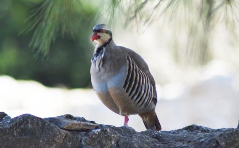 Alectoris chukar