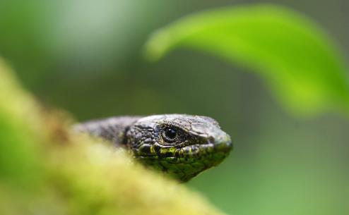 Algyroides nigropunctatus kephallithacius