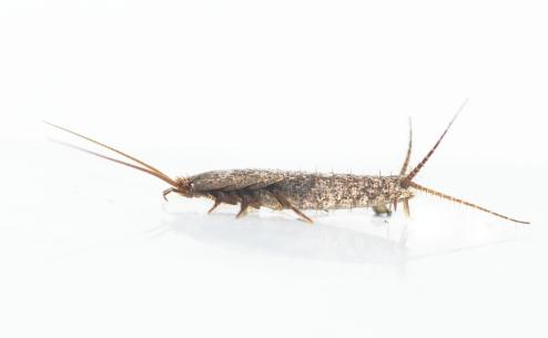 Allacrotelsa kraepelini