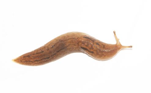Ambigolimax valentianus