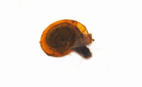 Anisus spirorbis