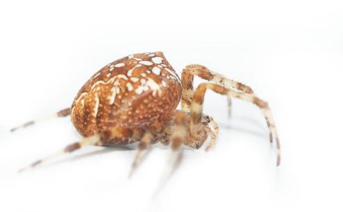 Araneus diadematus