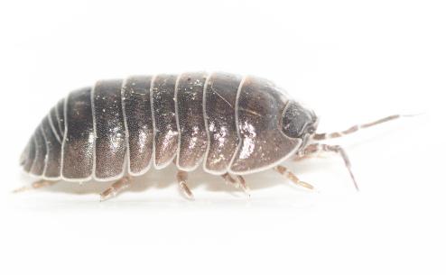 Armadillidium arcadicum