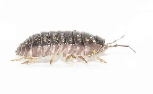 Armadillidium bensei