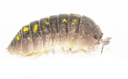 Armadillidium granulatum