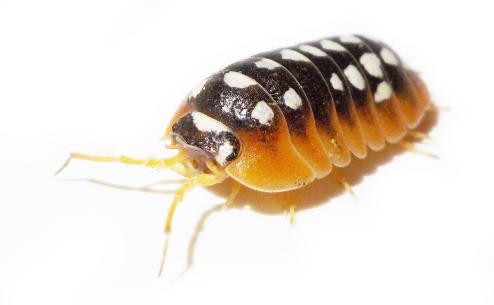 Armadillidium klugii