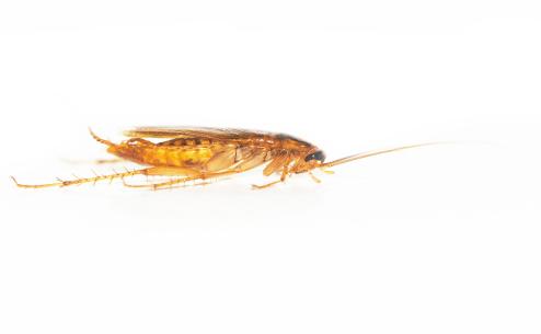 Blattela germanica
