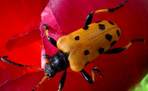 Brachyta balcanica (Apostolos Christopoulos)