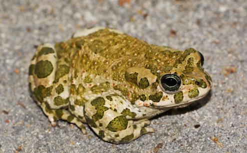 Bufotes viridis