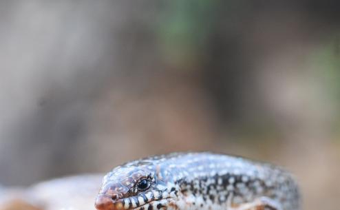 Chalcides ocellatus