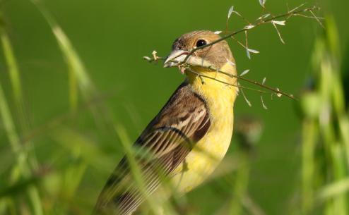 Emberiza melanocephala (Apostolos Christopoulos)