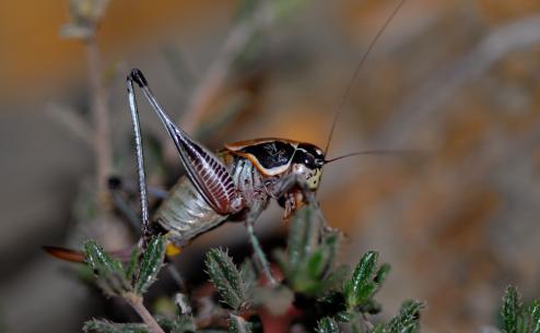 Eupholidoptera uvarovi (Apostolos Christopoulos)