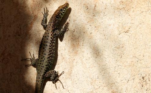 Hellenolacerta graeca (Apostolos Christopoulos)
