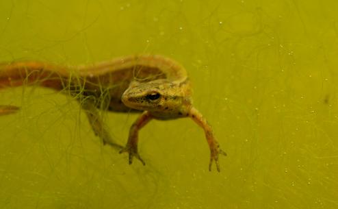 Lissotriton schmidtleri (Apostolos Christopoulos)
