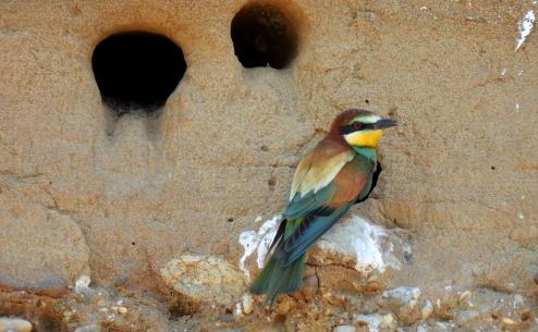 Merops apiaster (Apostolos Christopoulos)