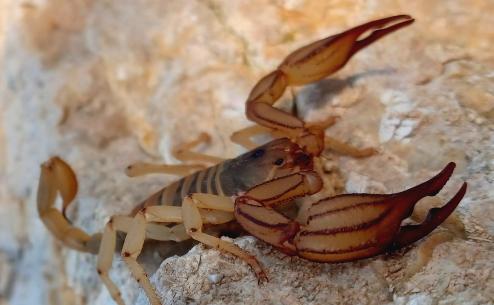 Metaiurus stathiae (Apostolos Christopoulos)