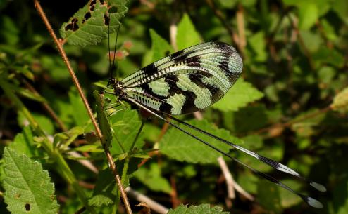 Nemoptera sinuata (Apostolos Christopoulos)