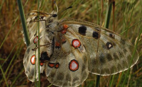Parnassius apollo (Apostolos Christopoulos)