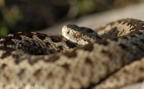 Vipera graeca (Apostolos Christopoulos)