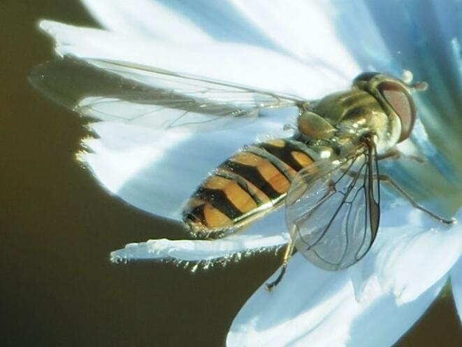Episyrphus balteatus